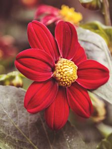 Preview wallpaper flower, red, petals, close-up