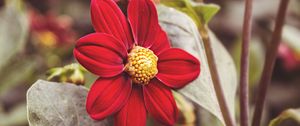Preview wallpaper flower, red, petals, close-up
