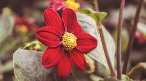 Preview wallpaper flower, red, petals, close-up