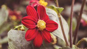 Preview wallpaper flower, red, petals, close-up