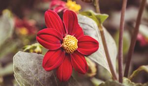 Preview wallpaper flower, red, petals, close-up