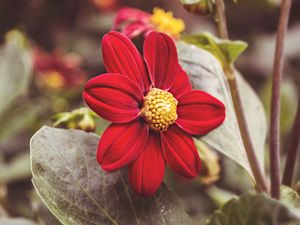 Preview wallpaper flower, red, petals, close-up