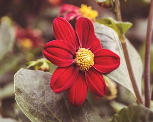 Preview wallpaper flower, red, petals, close-up