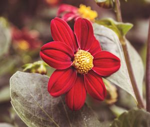 Preview wallpaper flower, red, petals, close-up