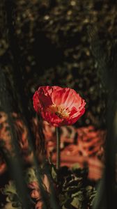 Preview wallpaper flower, red, petals, blur, macro