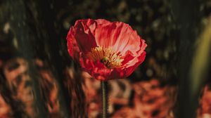 Preview wallpaper flower, red, petals, blur, macro