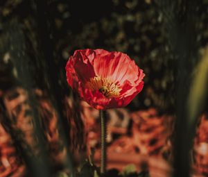 Preview wallpaper flower, red, petals, blur, macro