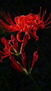 Preview wallpaper flower, red, plant