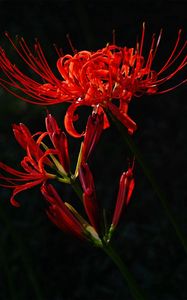 Preview wallpaper flower, red, plant