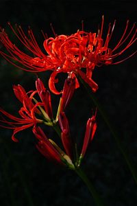 Preview wallpaper flower, red, plant