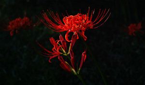 Preview wallpaper flower, red, plant