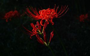 Preview wallpaper flower, red, plant