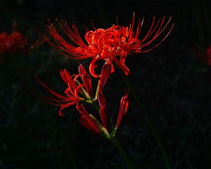 Preview wallpaper flower, red, plant