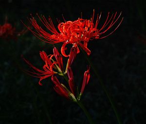 Preview wallpaper flower, red, plant