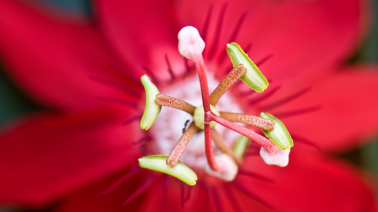 Wallpaper flower, red, stamen, macro, closeup