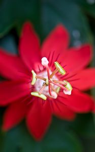 Preview wallpaper flower, red, stamen, macro, closeup