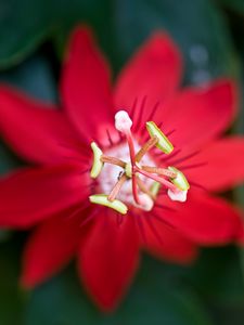 Preview wallpaper flower, red, stamen, macro, closeup