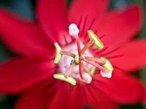 Preview wallpaper flower, red, stamen, macro, closeup