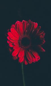 Preview wallpaper flower, red, stem, bud, black background