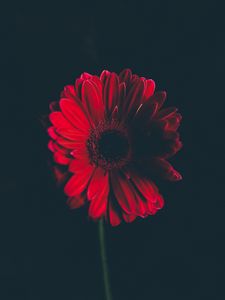 Preview wallpaper flower, red, stem, bud, black background