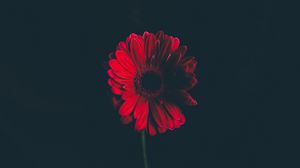 Preview wallpaper flower, red, stem, bud, black background