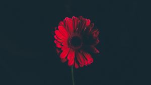 Preview wallpaper flower, red, stem, bud, black background