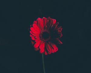 Preview wallpaper flower, red, stem, bud, black background