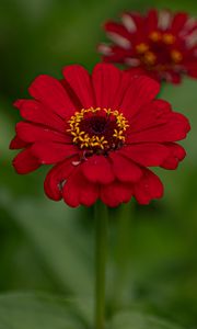 Preview wallpaper flower, red, summer, bloom