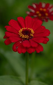 Preview wallpaper flower, red, summer, bloom