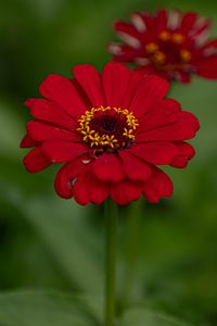 Preview wallpaper flower, red, summer, bloom
