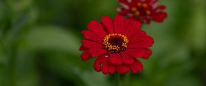 Preview wallpaper flower, red, summer, bloom