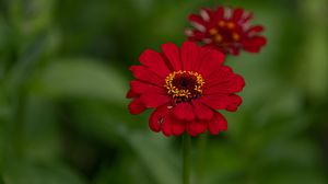 Preview wallpaper flower, red, summer, bloom