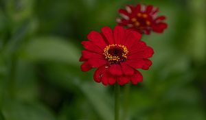 Preview wallpaper flower, red, summer, bloom
