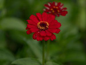 Preview wallpaper flower, red, summer, bloom