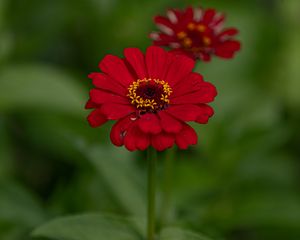 Preview wallpaper flower, red, summer, bloom