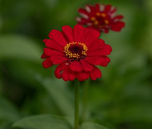 Preview wallpaper flower, red, summer, bloom