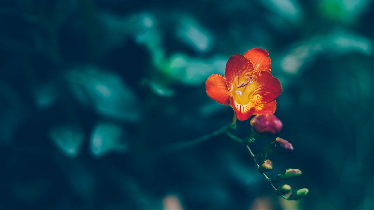 Wallpaper flower, red, yellow, blur