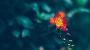 Preview wallpaper flower, red, yellow, blur