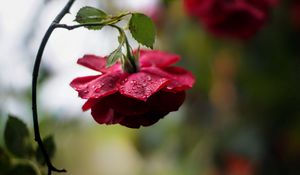 Preview wallpaper flower, rose, bud, drops