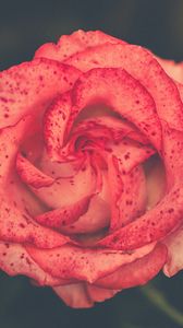 Preview wallpaper flower, rose, bud, spots
