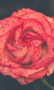 Preview wallpaper flower, rose, bud, spots
