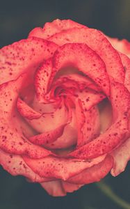 Preview wallpaper flower, rose, bud, spots