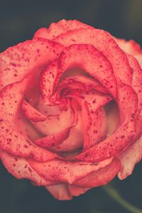 Preview wallpaper flower, rose, bud, spots