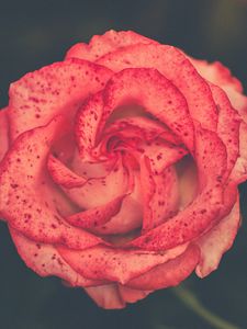 Preview wallpaper flower, rose, bud, spots