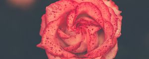 Preview wallpaper flower, rose, bud, spots