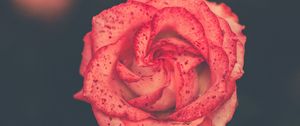 Preview wallpaper flower, rose, bud, spots