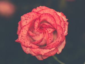 Preview wallpaper flower, rose, bud, spots