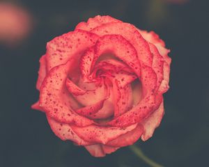 Preview wallpaper flower, rose, bud, spots