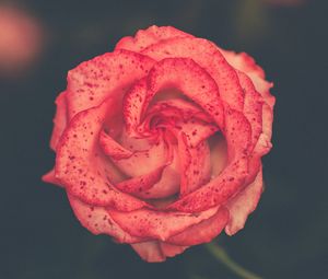 Preview wallpaper flower, rose, bud, spots