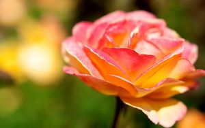 Preview wallpaper flower, rose, bud, petals, colorful